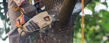 Best Tree Risk Assessment  in Forney, TX