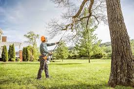Best Tree Maintenance Programs  in Forney, TX
