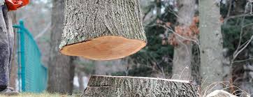 Best Firewood Processing and Delivery  in Forney, TX