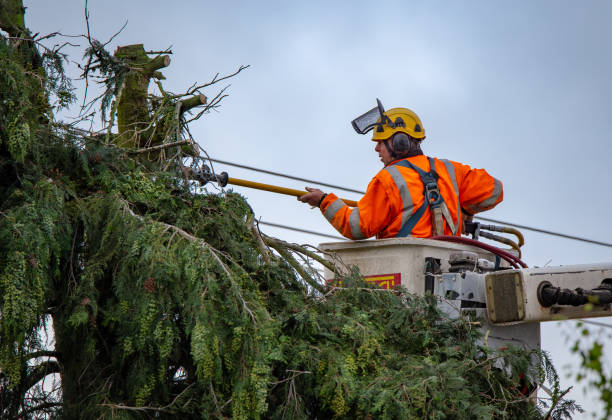 Best Tree Removal  in Forney, TX