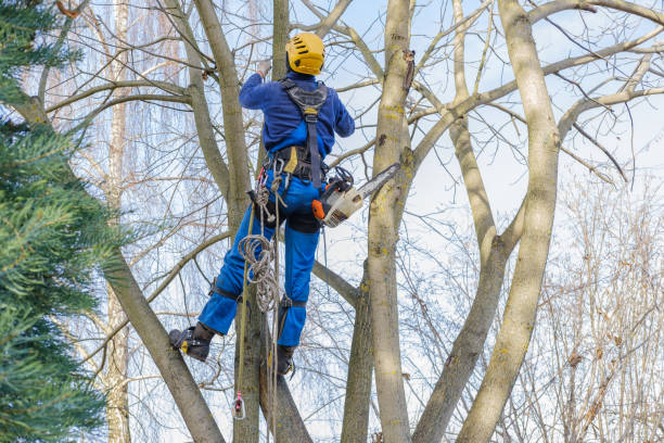 How Our Tree Care Process Works  in  Forney, TX
