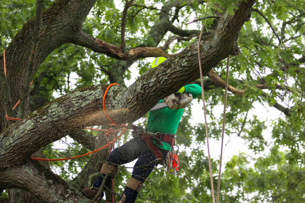 Best Tree Cabling and Bracing  in Forney, TX