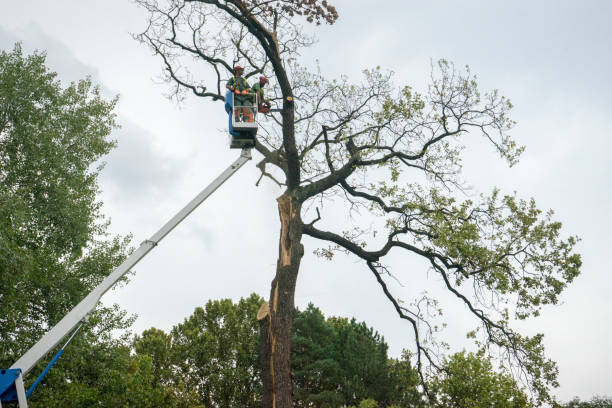 Best Hazardous Tree Removal  in Forney, TX