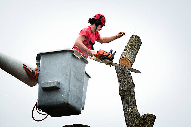 Best Hedge Trimming  in Forney, TX