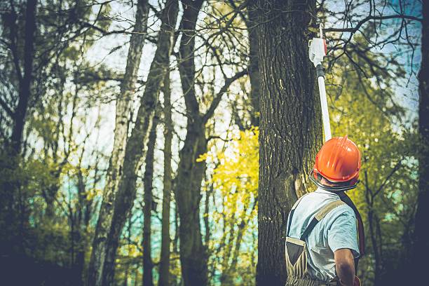 Reliable Forney, TX Tree Care Solutions