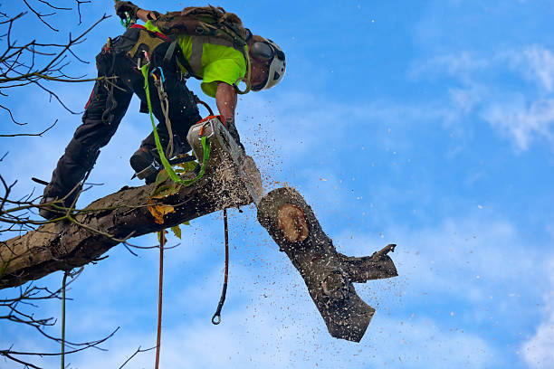 Best Fruit Tree Pruning  in Forney, TX
